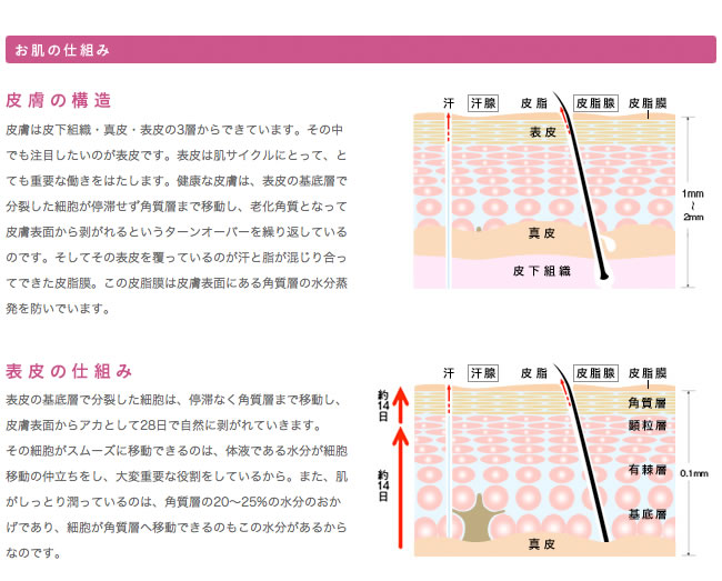 肌サイクル